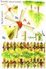 Windmill And Garden - Wall Decals Stickers Appliques Home Dcor